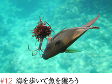 #12 海を歩いて魚を獲ろう