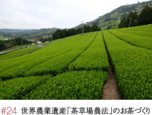 #24 世界農業遺産「茶草場農法」のお茶づくり