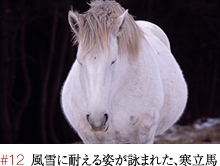 #12 歌に詠まれた、寒立馬