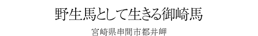 #14 野生馬として生きる御崎馬 -宮崎県串間市都井岬-