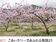 #01 ごあいさつ~光あふれる桃畑より