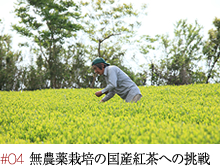 #04 無農薬栽培の国産紅茶への挑戦